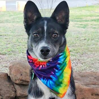 Border Collie and Mixed Breed Dogs Available for Adoption - Jasper Ray  | PetCurious