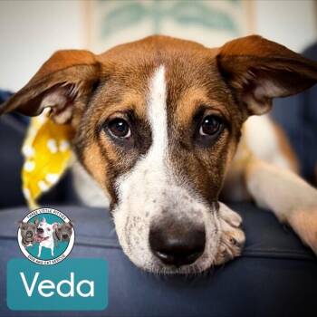 Pit Bull Terrier and Labrador Retriever Dogs Available for Adoption in Friendswood, Texas - Veda The Wise | PetCurious