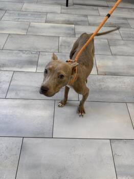 KUZCO -  Mixed Breed Dog for Adoption in Charlotte, North Carolina - KUZCO | PetCurious
