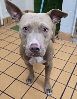 Hutch -  Terrier and Mixed Breed Dog for Adoption in Gainesville, Florida - Hutch | PetCurious