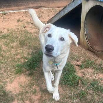 Hopper -  Mixed Breed Dog for Adoption in Watertown, Wisconsin - Hopper | PetCurious