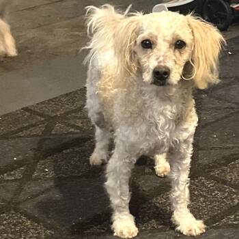 Maltese and Poodle Dogs Available for Adoption - Bruno | PetCurious