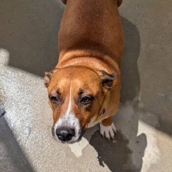 Regan -  Terrier and Mixed Breed Dog for Adoption in Freeport, Florida - Regan | PetCurious
