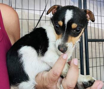 Teeny -  Chihuahua and Rat Terrier Dog for Adoption in New York, New York - Teeny | PetCurious