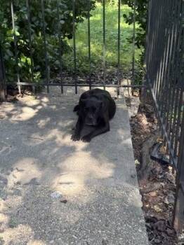 La Fred -  Mixed Breed Dog for Adoption in West Chester, Pennsylvania - La Fred | PetCurious