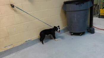 THING ONE -  Pit Bull Terrier and Mixed Breed Dog for Adoption in Tulsa, Oklahoma - THING ONE | PetCurious