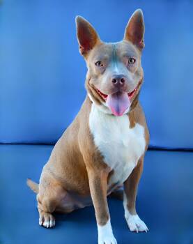 Pit Bull Terrier Dogs Available for Adoption in Pasadena, California - POTATO | PetCurious