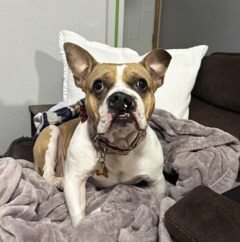 Mary Pawpins -  American Bully Dog for Adoption in Manhattan, Kansas - Mary Pawpins | PetCurious