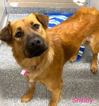 Shelby -  Retriever and Shepherd Dog for Adoption in Las Vegas, Nevada - Shelby | PetCurious
