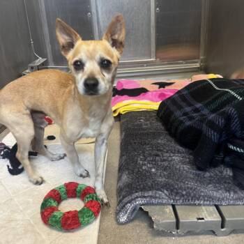 YORK-Stray-16234 -  Mixed Breed and Chihuahua Dog for Adoption in York, Pennsylvania - YORK-Stray-16234 | PetCurious