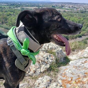 Mr. Worldwide -  Mixed Breed Dog for Adoption in Aldie, Virginia - Mr. Worldwide | PetCurious