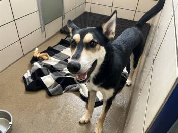 DRAKO -  Siberian Husky and Mixed Breed Dog for Adoption in Fort Wayne, Indiana - DRAKO | PetCurious