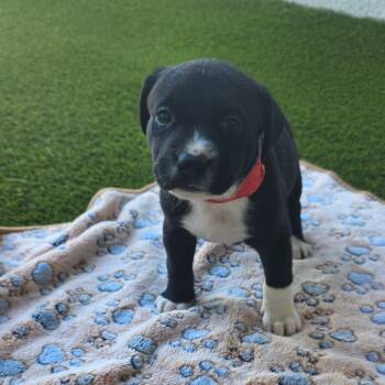 Rescue Jack Russell Terrier and Mixed Breed Dogs for Adoption in Loxahatchee Groves, Florida - VIOLA 5939 | PetCurious