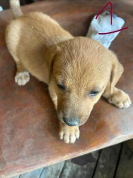 Corgi and Mixed Breed Dogs Available for Adoption in Richardson, Texas - 26-028 Astro | PetCurious