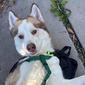 Ragnar -  Mixed Breed and Husky Dog for Adoption in Murray, Utah - Ragnar | PetCurious