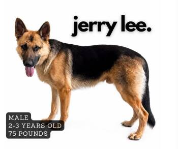 Jerry Lee -  German Shepherd Dog Dog for Adoption in Ashland, Kentucky - Jerry Lee | PetCurious