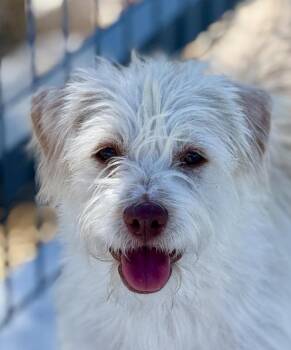 Rescue Border Terrier Dogs for Adoption in Hondo, Texas - Juno - Loves The Water! | PetCurious