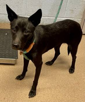 Rescue Mixed Breed Dogs for Adoption in Chamblee, Georgia - Kora | PetCurious