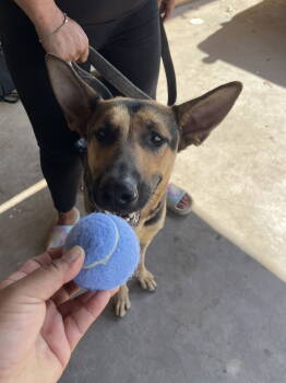 Rescue German Shepherd Dog Dogs for Adoption in El Centro, California - Sheeba | PetCurious