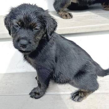Molly -  Beagle and Flat Coated Retriever Dog for Adoption in Longview, Texas - Molly | PetCurious