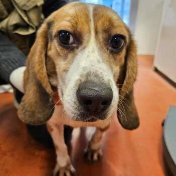 Arthur -  Beagle Dog for Adoption in Nowata, Oklahoma - Arthur | PetCurious