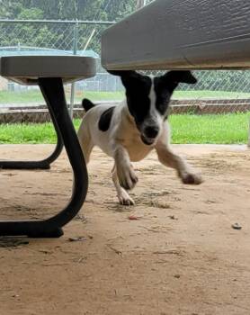 Abby -  Mixed Breed Dog for Adoption in Lawrenceburg, Tennessee - Abby | PetCurious