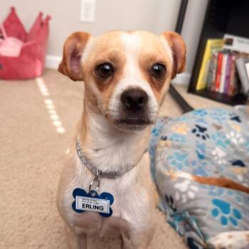 Erling -  Chihuahua and Mixed Breed Dog for Adoption in Wake Forest, North Carolina - Erling | PetCurious