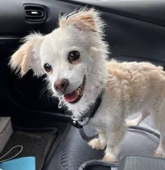 Buffy -  Chihuahua and Spaniel Dog for Adoption in Torrance, California - Buffy | PetCurious