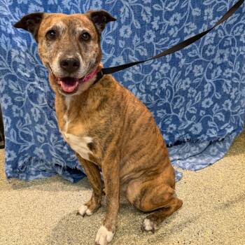 IVHS-Stray-143230 -  Shepherd and Pit Bull Terrier Dog for Adoption in San Gabriel, California - IVHS-Stray-143230 | PetCurious