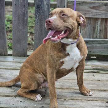 Rosco -  Mixed Breed Dog for Adoption in Pulaski, Tennessee - Rosco | PetCurious