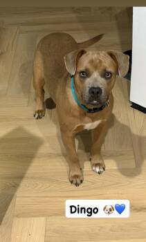 Dingo -  American Staffordshire Terrier Dog for Adoption in San Diego, California - Dingo | PetCurious