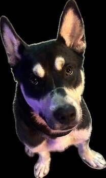 Rescue Australian Kelpie and Mixed Breed Dogs for Adoption in Doral, Florida - DASH | PetCurious