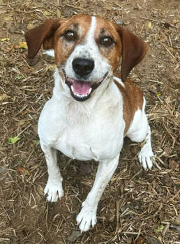 Rescue Beagle and Hound Dogs for Adoption in Arlington, Virginia - Farley | PetCurious