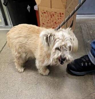 Hachi -  Cairn Terrier Dog for Adoption in Berkeley, California - Hachi | PetCurious