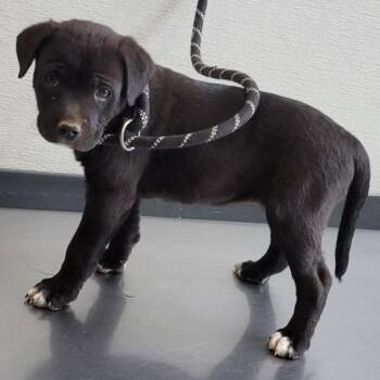 Mixed Breed Dogs Available for Adoption in Las Cruces, New Mexico - Crepe | PetCurious