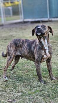 Rescue Pit Bull Terrier Dogs for Adoption in New Bern, North Carolina - Daphne | PetCurious