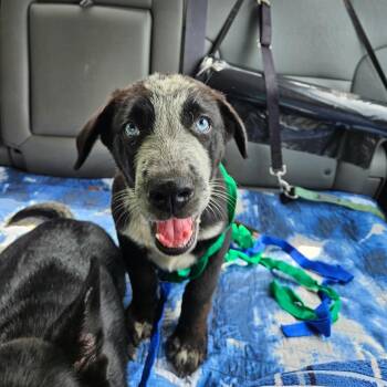 Flopsy -  Mixed Breed Dog for Adoption in Lake Jackson, Texas - Flopsy | PetCurious
