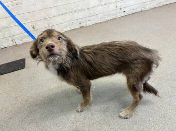 BUBBLES -  Border Terrier and Mixed Breed Dog for Adoption in San Bernardino, California - BUBBLES | PetCurious