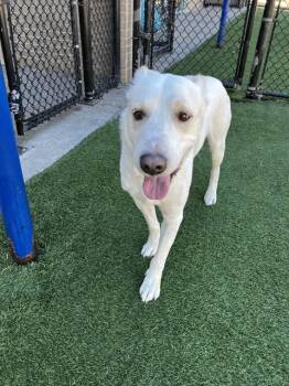 Mixed Breed Dogs Available for Adoption - MICLO | PetCurious