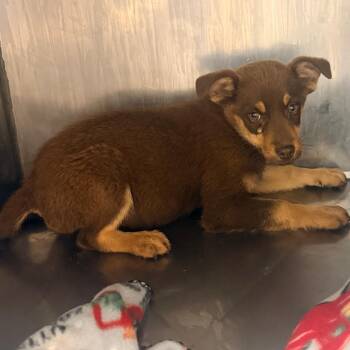 Mixed Breed Dogs Available for Adoption in Corinth, Mississippi - Olly | PetCurious