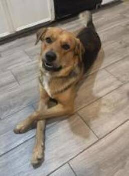 Shepherd Dogs Available for Adoption - Stitch | PetCurious