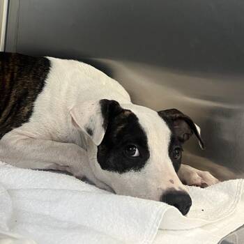 Muddle -  Pit Bull Terrier Dog for Adoption in East St. Louis, Illinois - Muddle | PetCurious
