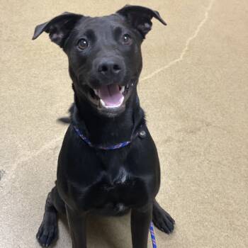 Rescue Labrador Retriever and Mixed Breed Dogs for Adoption in Riverside, California - Almond Joy | PetCurious