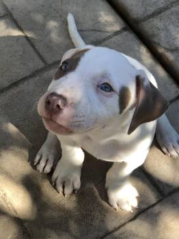 Rani -  Pit Bull Terrier Dog for Adoption in Lafayette, California - Rani | PetCurious