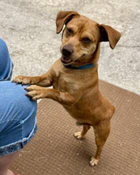 Mountain Cur and Mixed Breed Dogs Available for Adoption in Malvern, Pennsylvania - Taco | PetCurious