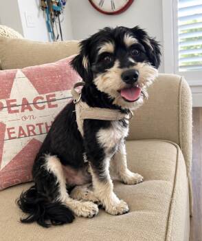 Banjo -  Yorkie Poo and Poodle Dog for Adoption in Newport Beach, California - Banjo | PetCurious