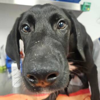 Sam -  Black Labrador Retriever and Mixed Breed Dog for Adoption in Greenville, South Carolina - Sam | PetCurious