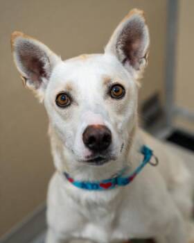 Bolt -  Husky and Mixed Breed Dog for Adoption in Pequot Lakes, Minnesota - Bolt | PetCurious