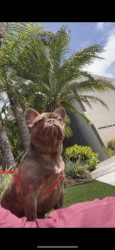 Bonnie -  French Bulldog and Whippet Dog for Adoption in New Haven, Connecticut - Bonnie | PetCurious