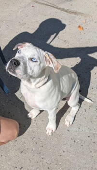 Rescue American Staffordshire Terrier and Pit Bull Terrier Dogs for Adoption in Thomasville, North Carolina - Louie | PetCurious